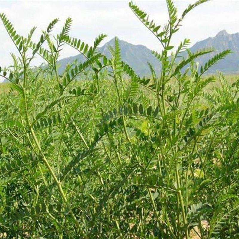 安徽沙打旺播种方法