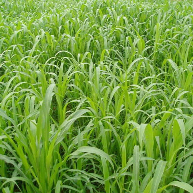 天津高丹草产量有多少