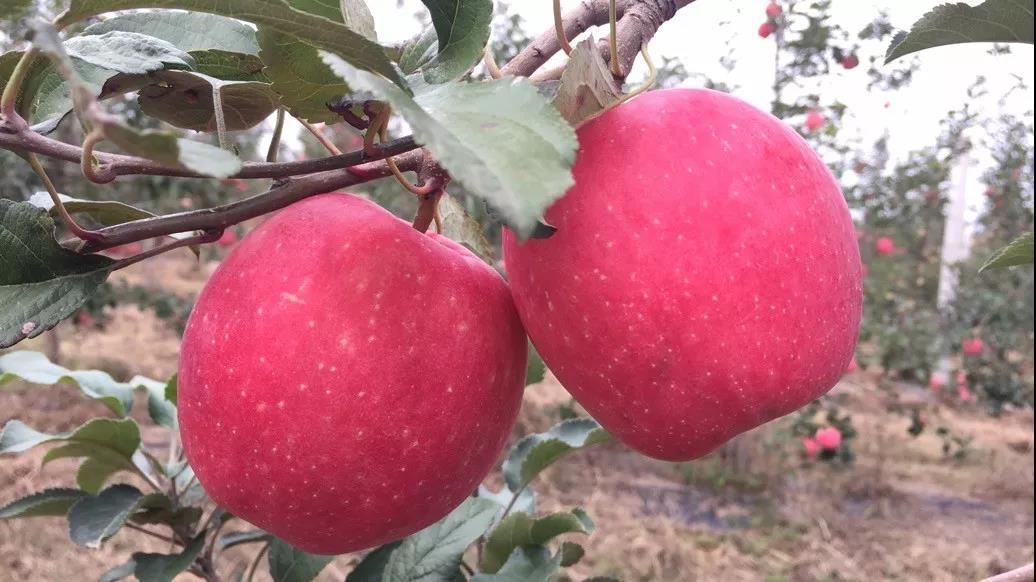 瑞香紅蘋果樹苗基地直銷