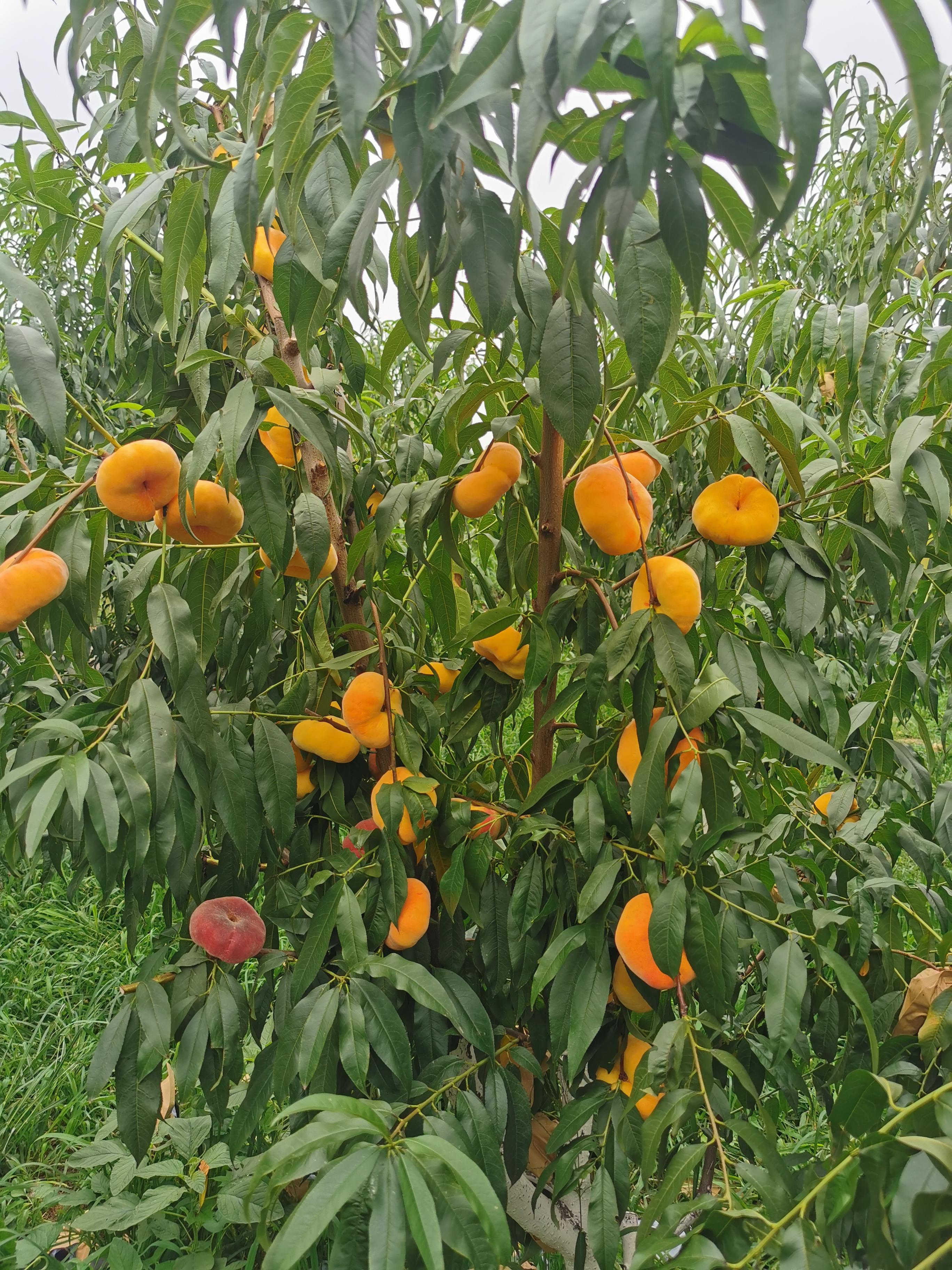 中蟠9发展前景早熟黄肉毛蟠新品种