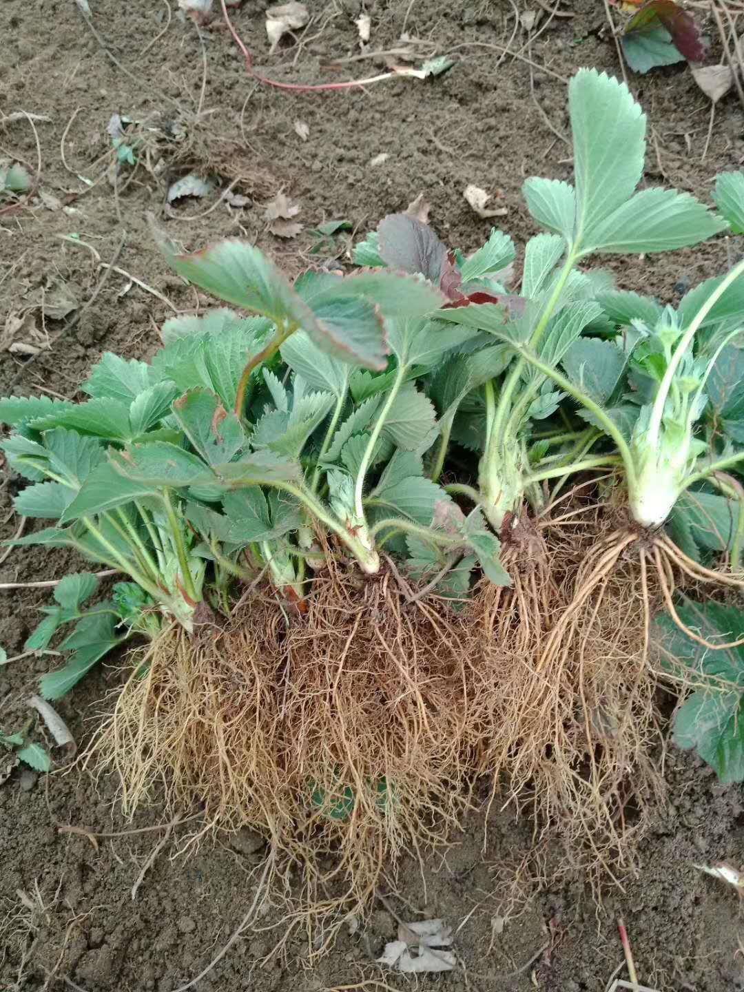 妙香3号草莓苗价格哪种草莓苗耐运输