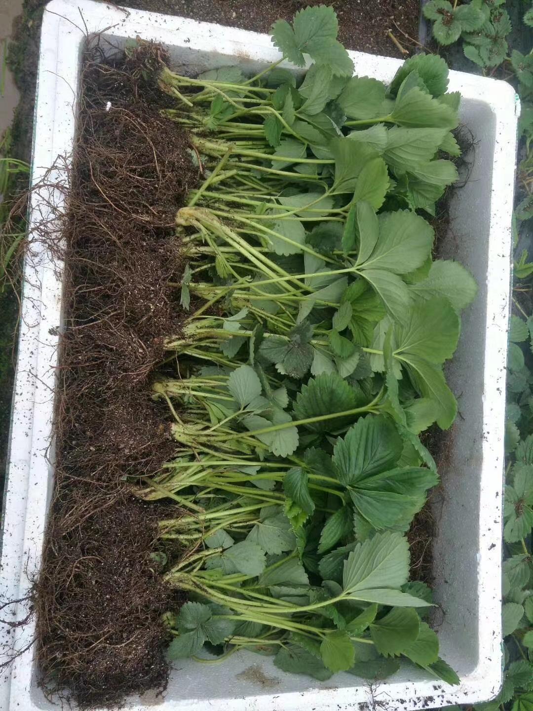 妙香3号草莓苗 哪种草莓苗耐运输