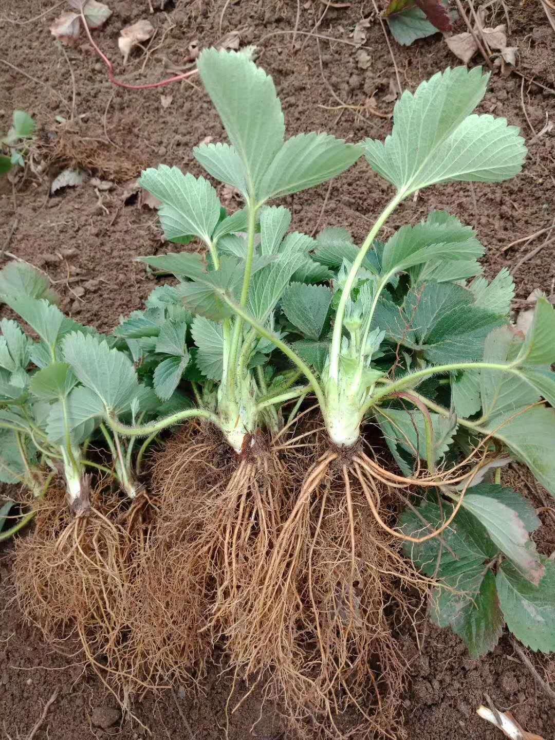 妙香3号草莓苗价格哪种草莓苗耐运输