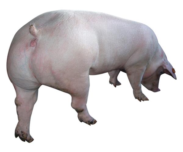 江苏康泰牧业好品种长白母猪急售15天质量保证价格公道全国包邮