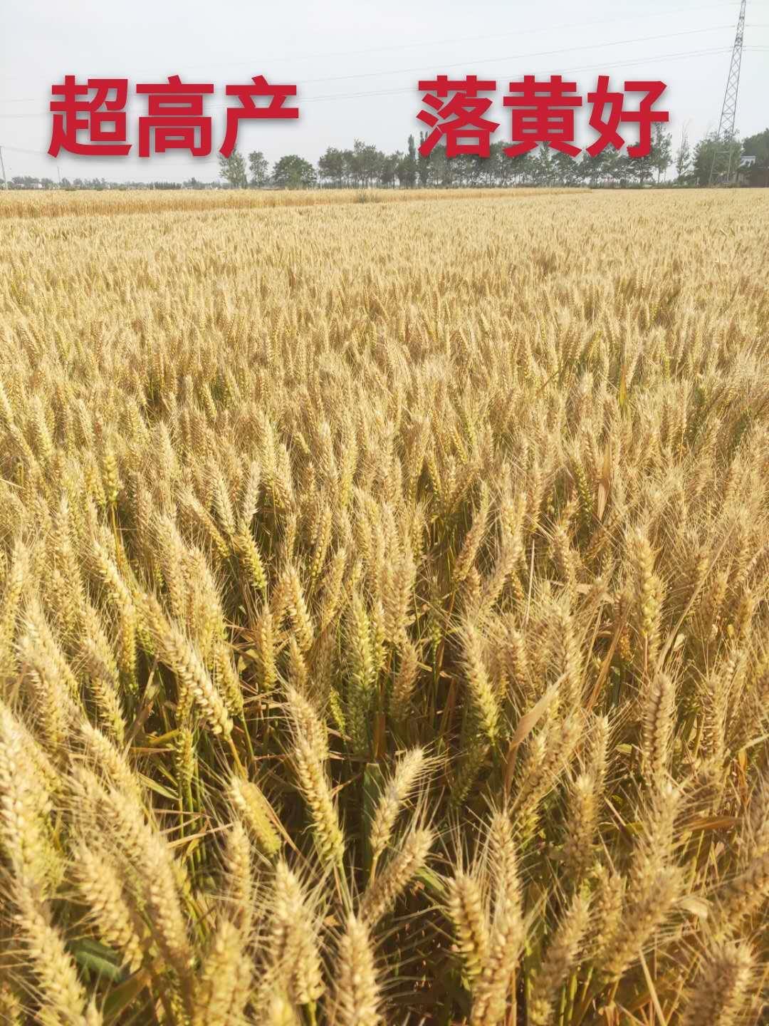 高产小麦种厂家直销抗病小麦种