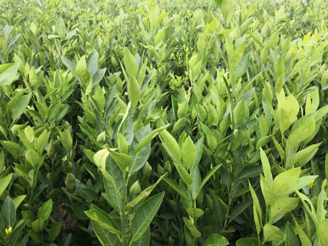 春见用什么砧木最好(春见种植技术)