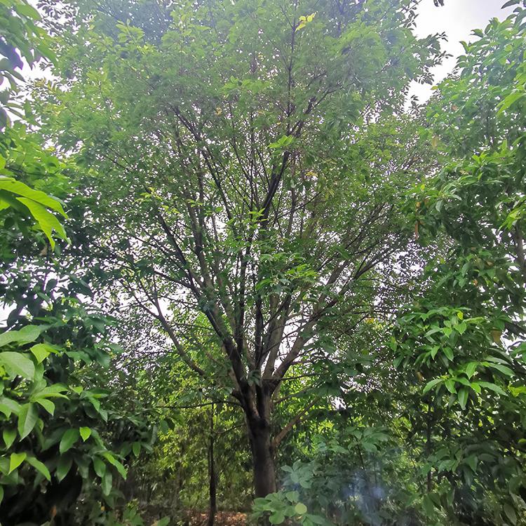 黄葛树苗 现货供应黄葛树厂家