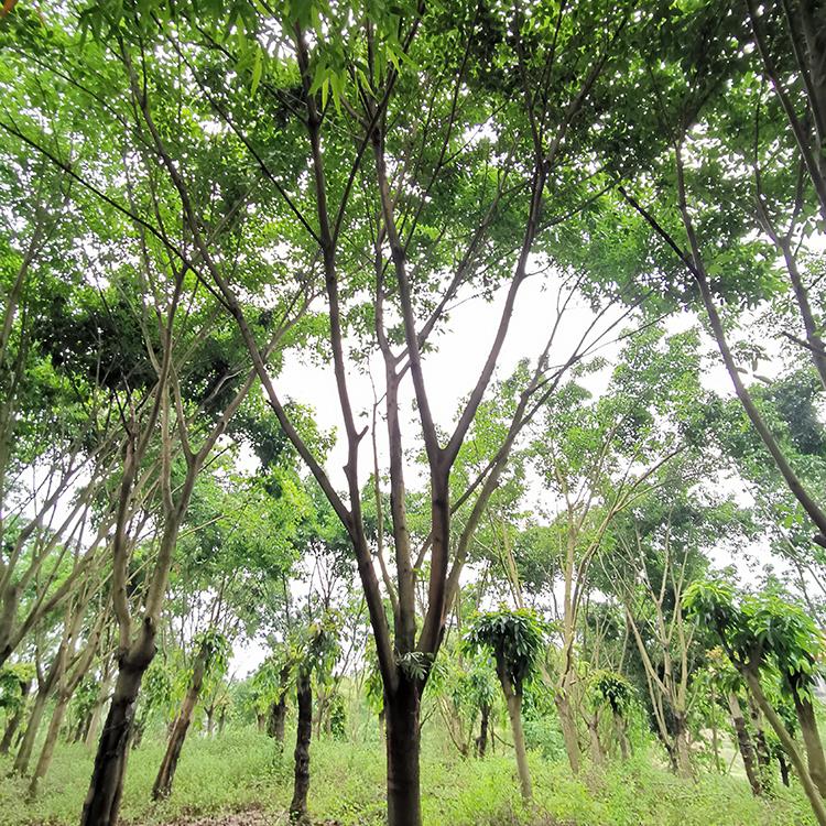 批发黄葛树苗 绿化遮阴黄葛树