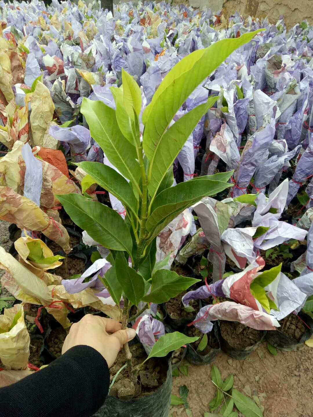 四川苗木批发 贵州黄角兰苗 苗场直销