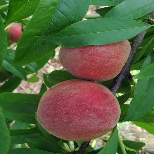 江西赣州市冬丰冬桃苗木基地直发