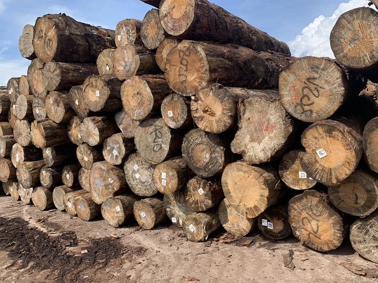 江苏直供原木进口原木批发杉木品种