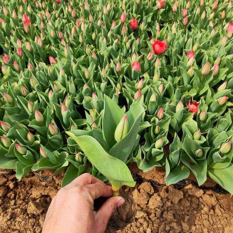 荷兰郁金香营养杯苗