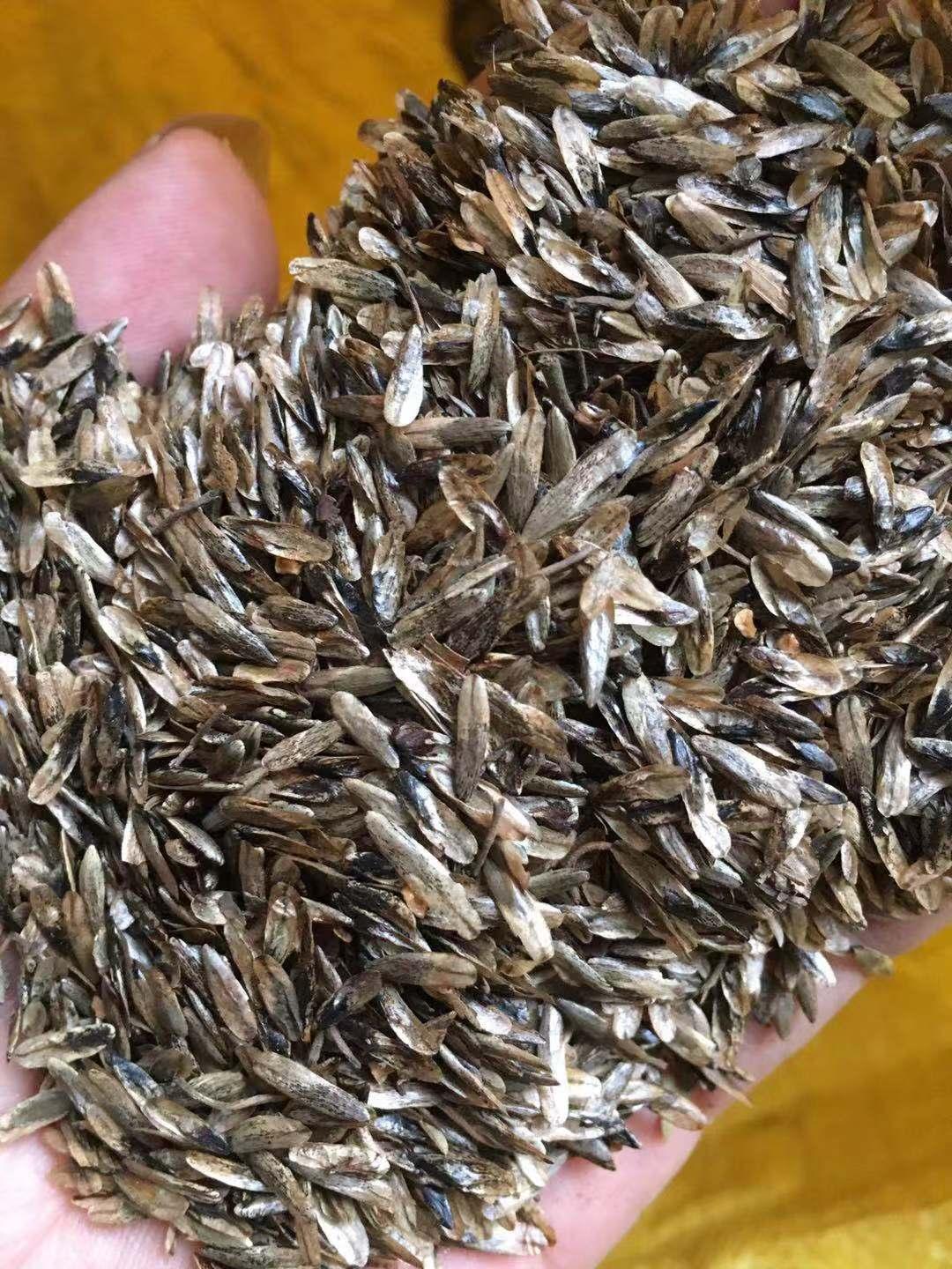 优质枫香种子批发枫香种子播种技术