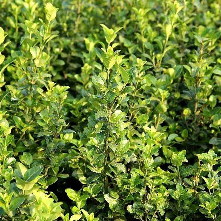 爬行卫矛小叶卫矛供应卫矛苗