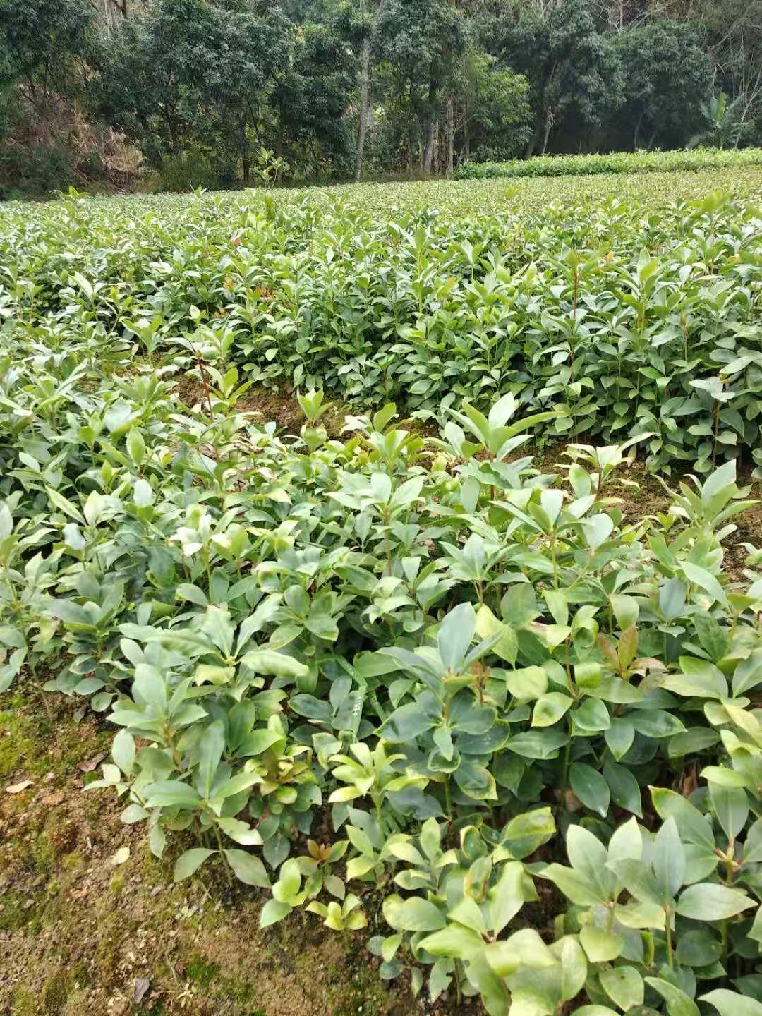 八角幼苗类型种苗等级一级良种品种来源广西容县纯度100%净度100%种子