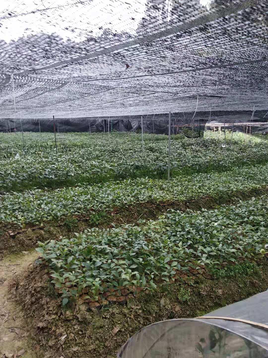 广东供应八角苗八角苗批发苗木供应八角苗种植基地