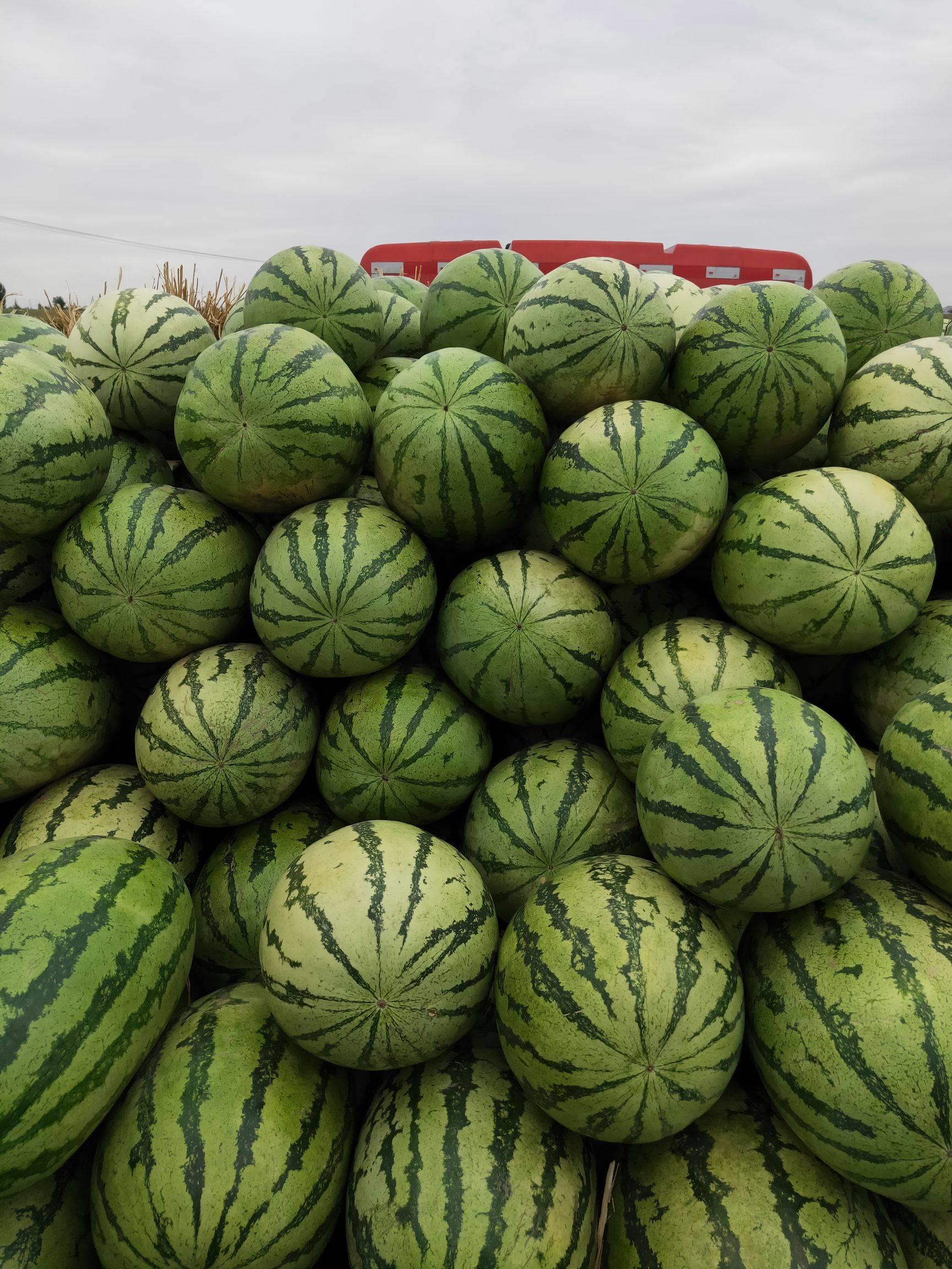 内蒙古西瓜代办西瓜代办价格