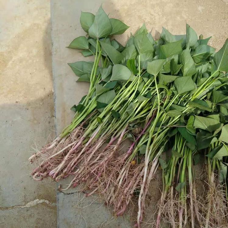 脱毒地瓜苗 地瓜秧种植 地瓜苗种植技术