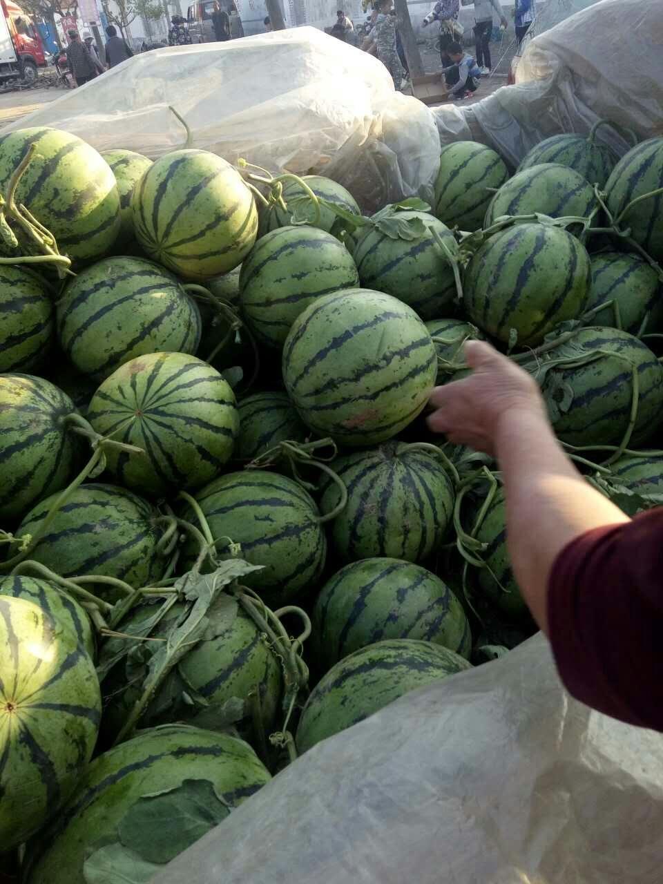 山东西瓜代办 潍坊西瓜代发 服务