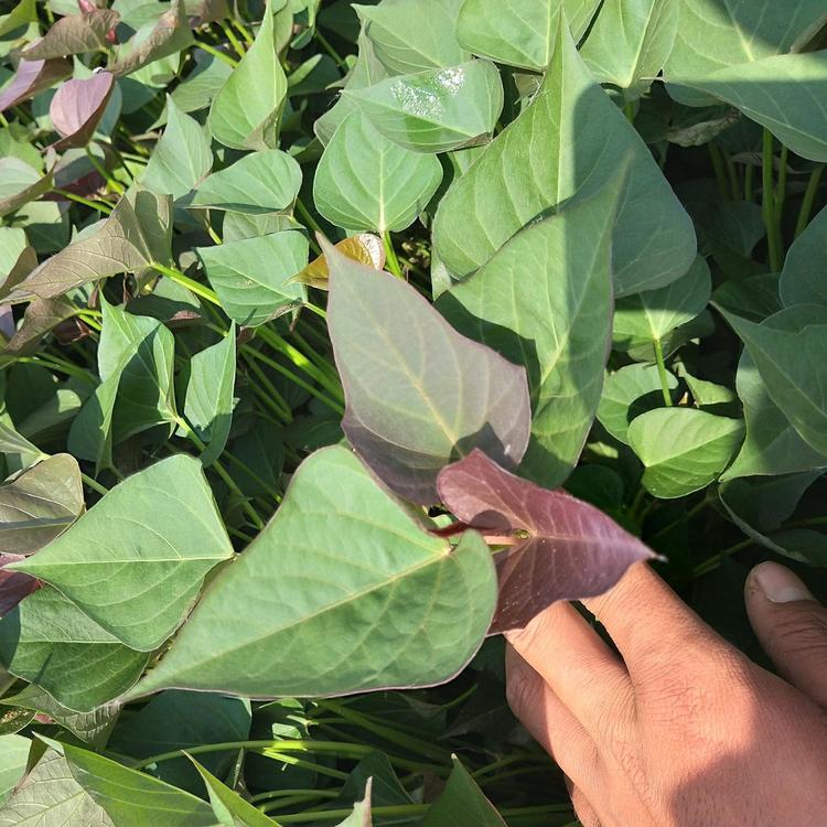 红心红薯苗红薯苗价格脱毒红薯苗价格