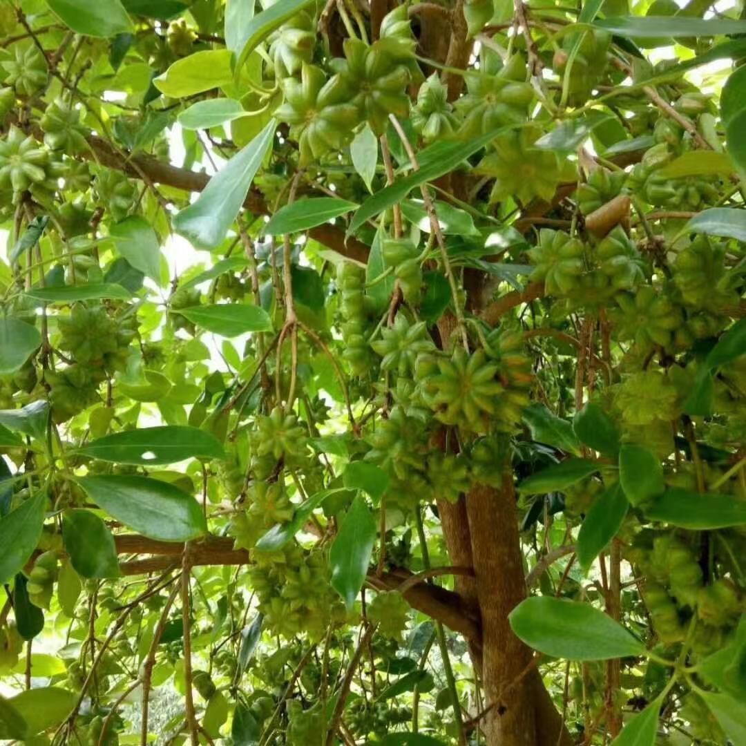 宜州八角嫁接苗余姚