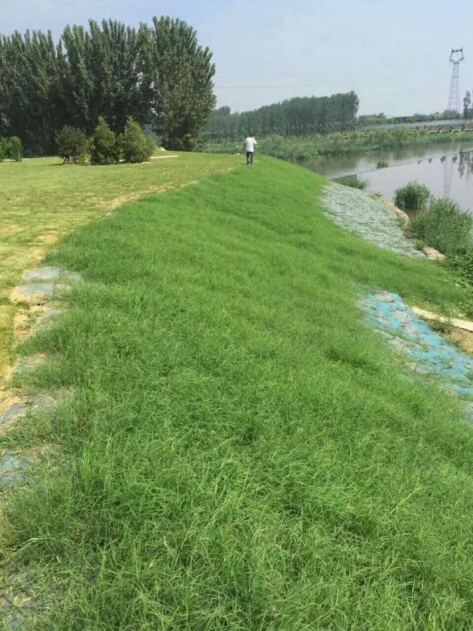 重庆生态袋批发厂家-高速公路护坡材料