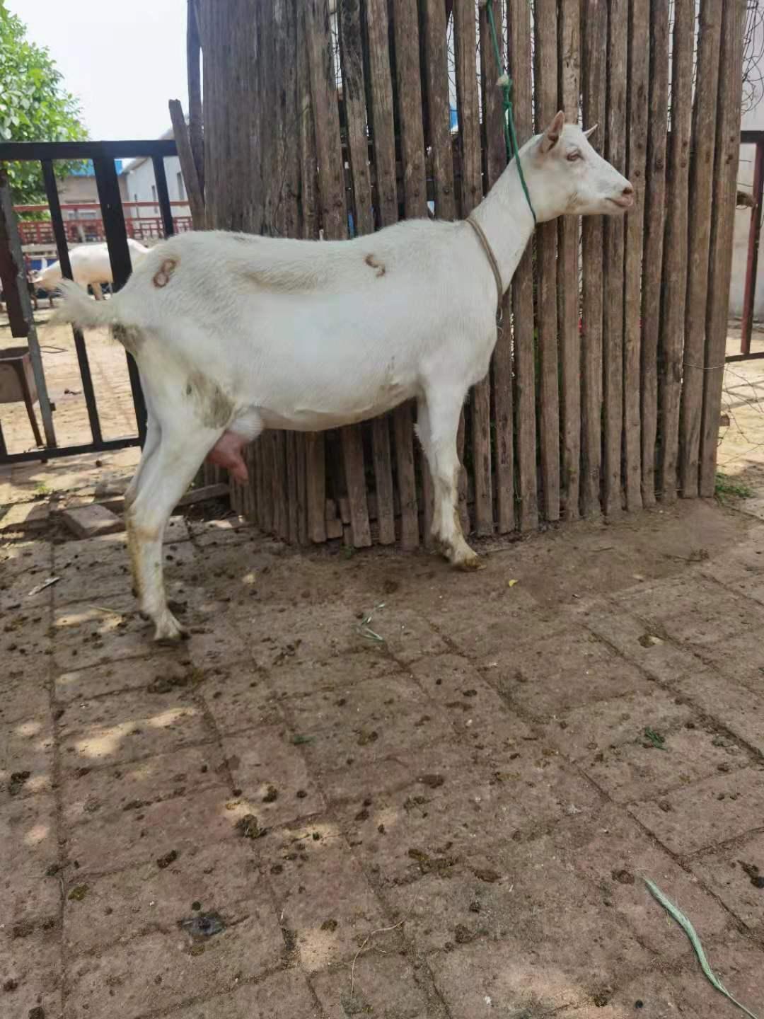 奶山羊什么价 山奶羊价格