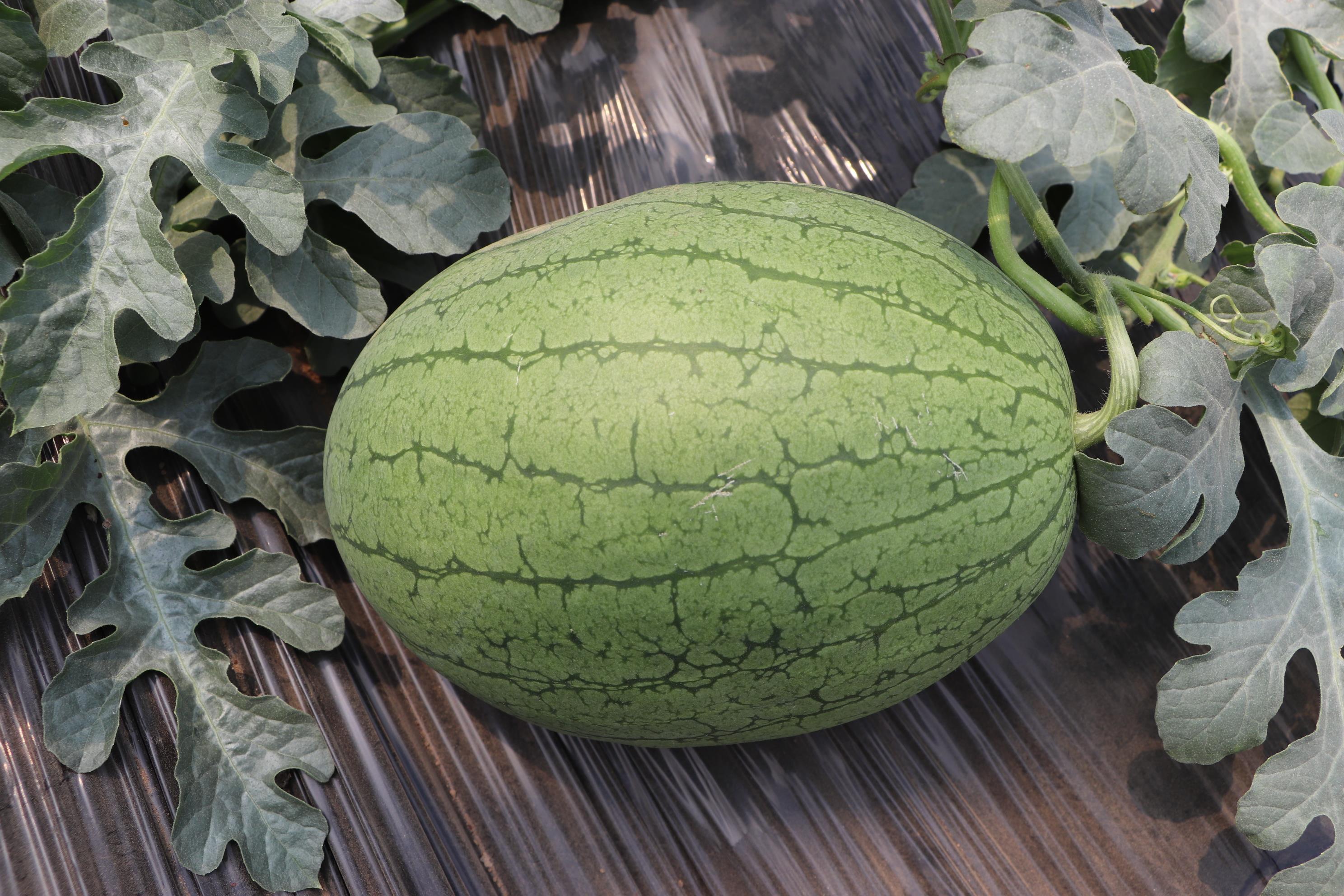 自主研发 水果种子 黄贵妃 早熟 价格优惠 量大从优