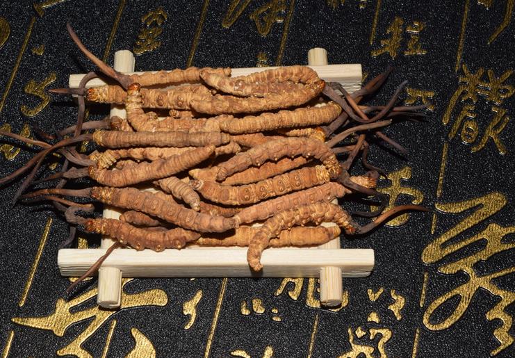 荔湾公布回收精选冬虫夏草价格透明