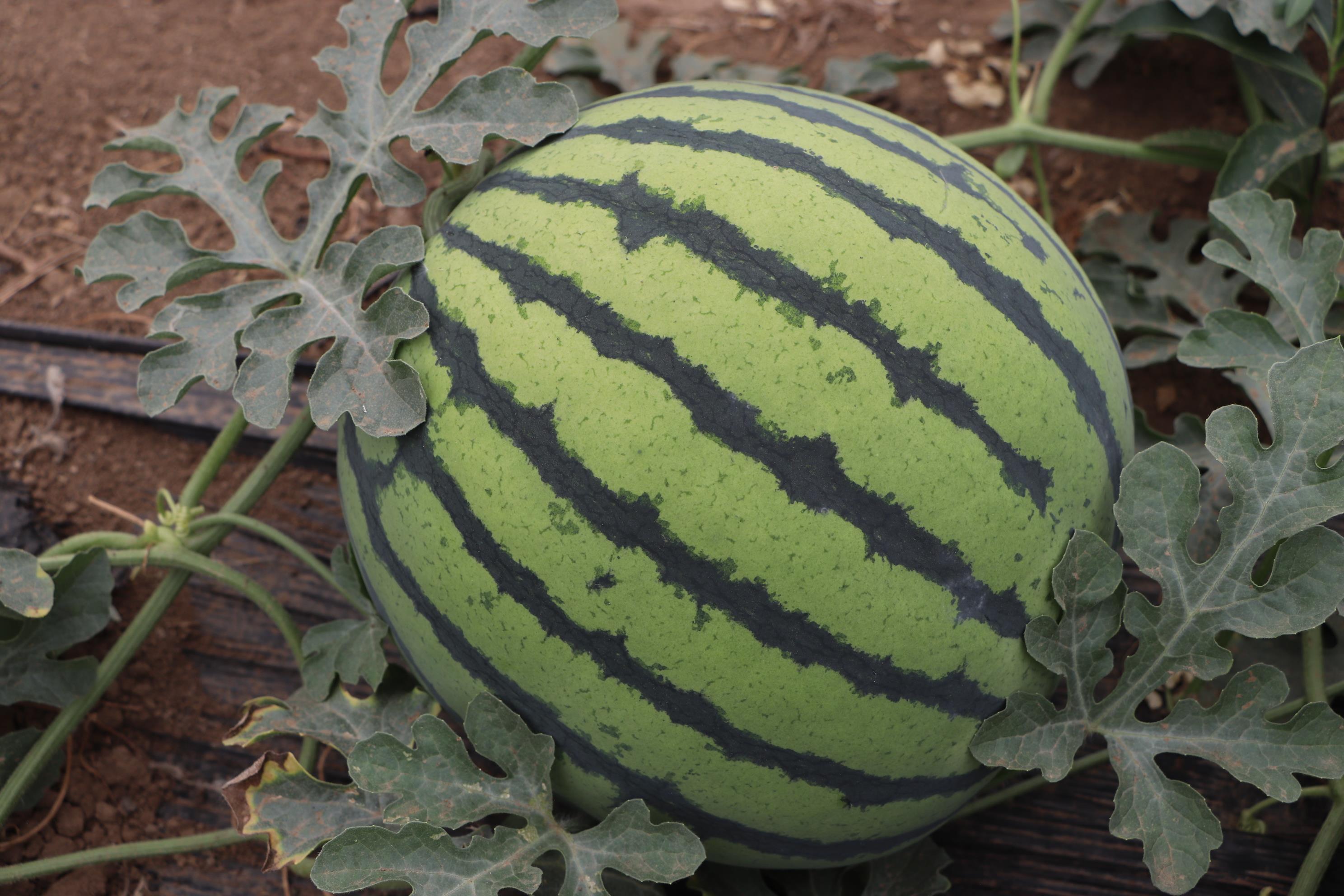 京美都 货源充足 精选西瓜种子抗病耐储运 酥脆爽口价格优惠