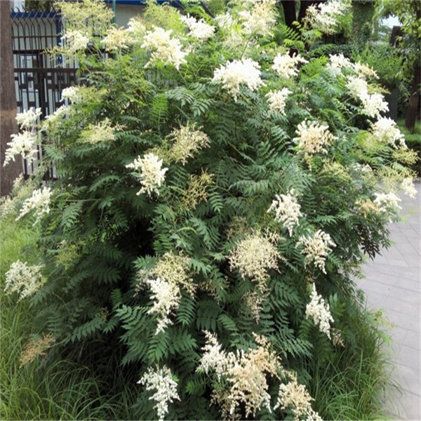 批发     长圆形或倒卵形,白色;雄蕊生在花盘边缘;心皮无毛或稍具柔毛