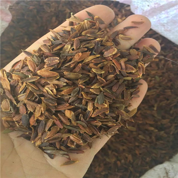 黑龙江大叶丁香种子大量批发