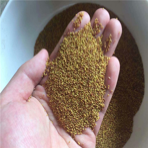 基地供应优质白三叶种子,厂家种植基地复叶槭种子