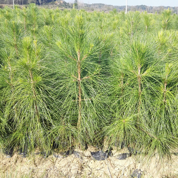 供湿地松苗求购湿地松小苗湖北湿地松供应