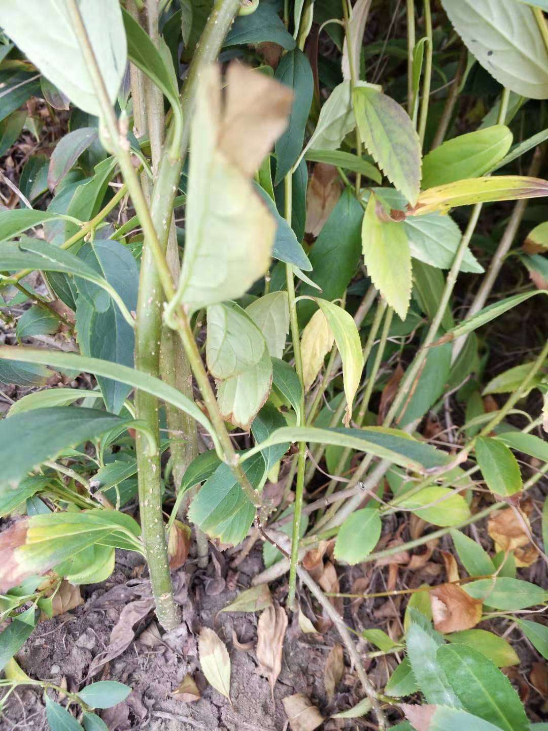 红瑞木价格报价供应红梗木苗