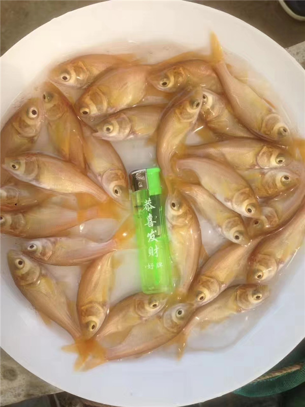 广州市花都区鱼富水产种苗有限公司 产品  清远金大头鱼苗批发基地