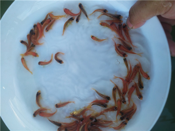 红鲤鱼苗报价行情