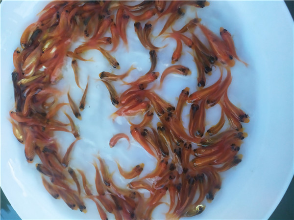 珠海红鲤鱼苗,红鲤鱼苗出售