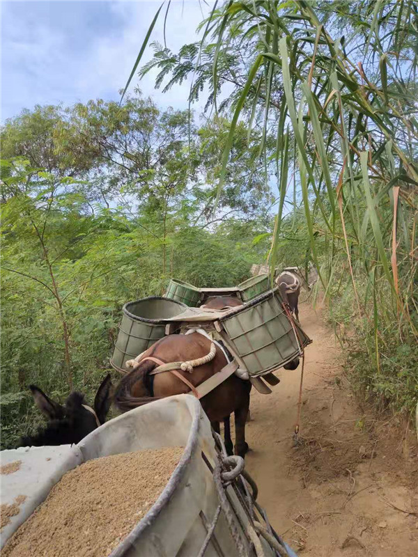 潮州马队运输骡马运输旅游景点材料