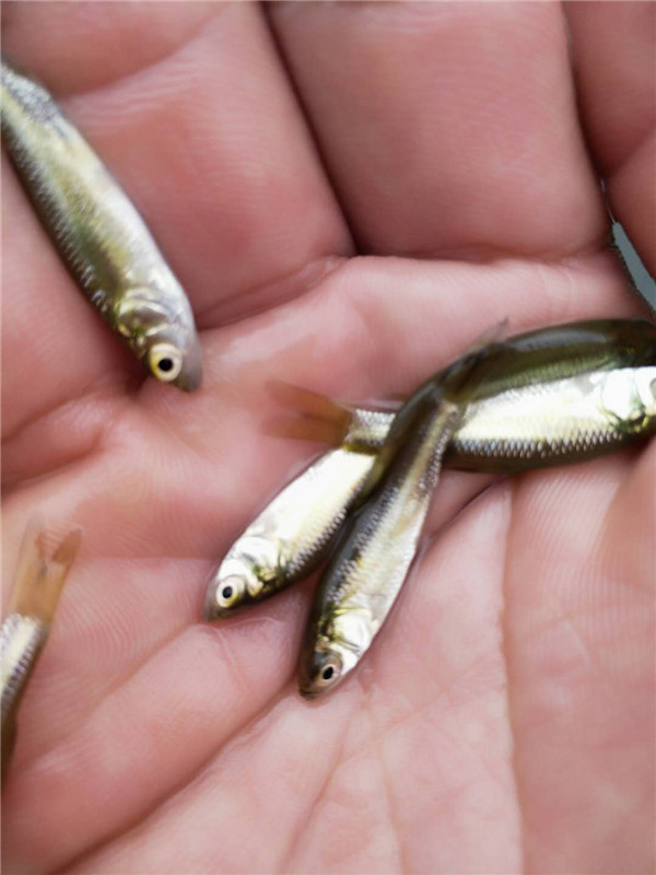 淡水养殖螺蛳青鱼苗 供应6厘米螺蛳青鱼苗