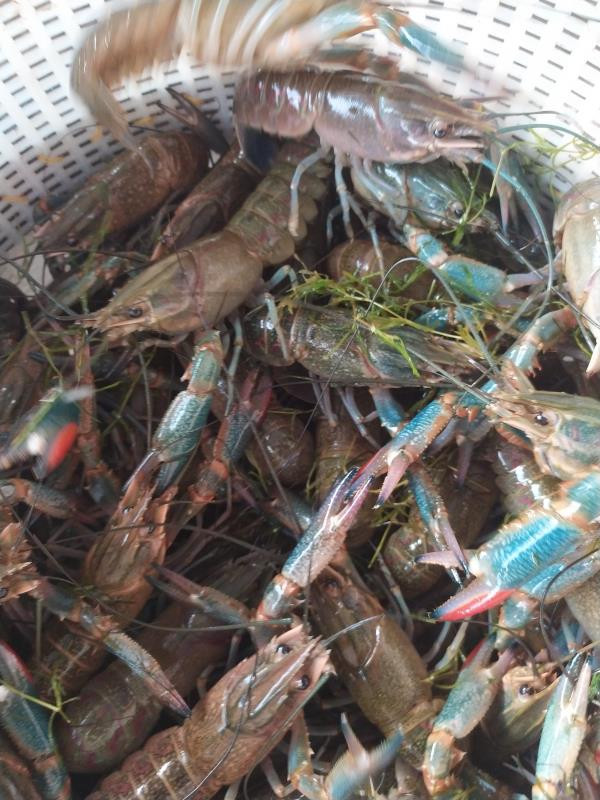 虾苗批发 澳洲淡水龙虾虾苗