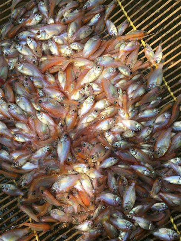 广东鱼苗场星洲红鱼苗