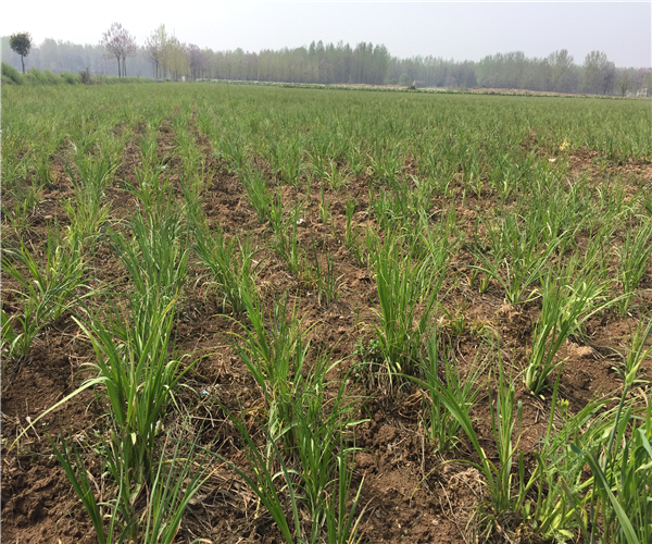 2020知母行情知母苗市场价