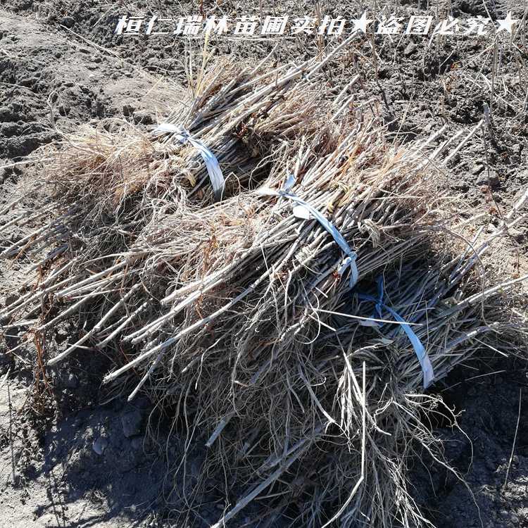 定西乌龙头苗实生苗乌龙头树苗五加科楤木苗