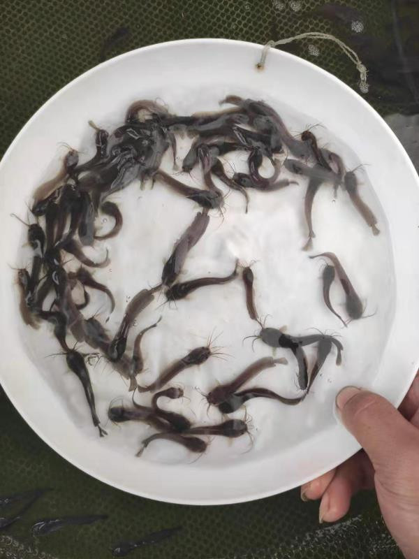 泰安市塘鲺鱼苗供应批发,塘鲺鱼苗供应商