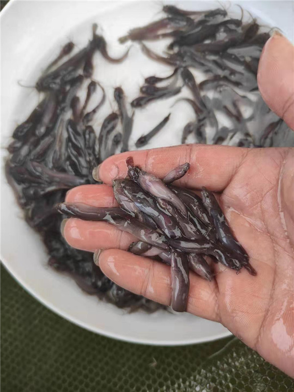 山東濰坊塘鯴魚苗 三黃塘鯴魚苗 鬍子鯰塘鯴魚苗 塘鯴苗