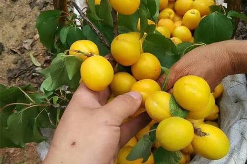 晚熟杏树苗-杏树苗好坏-杏树苗嫁接