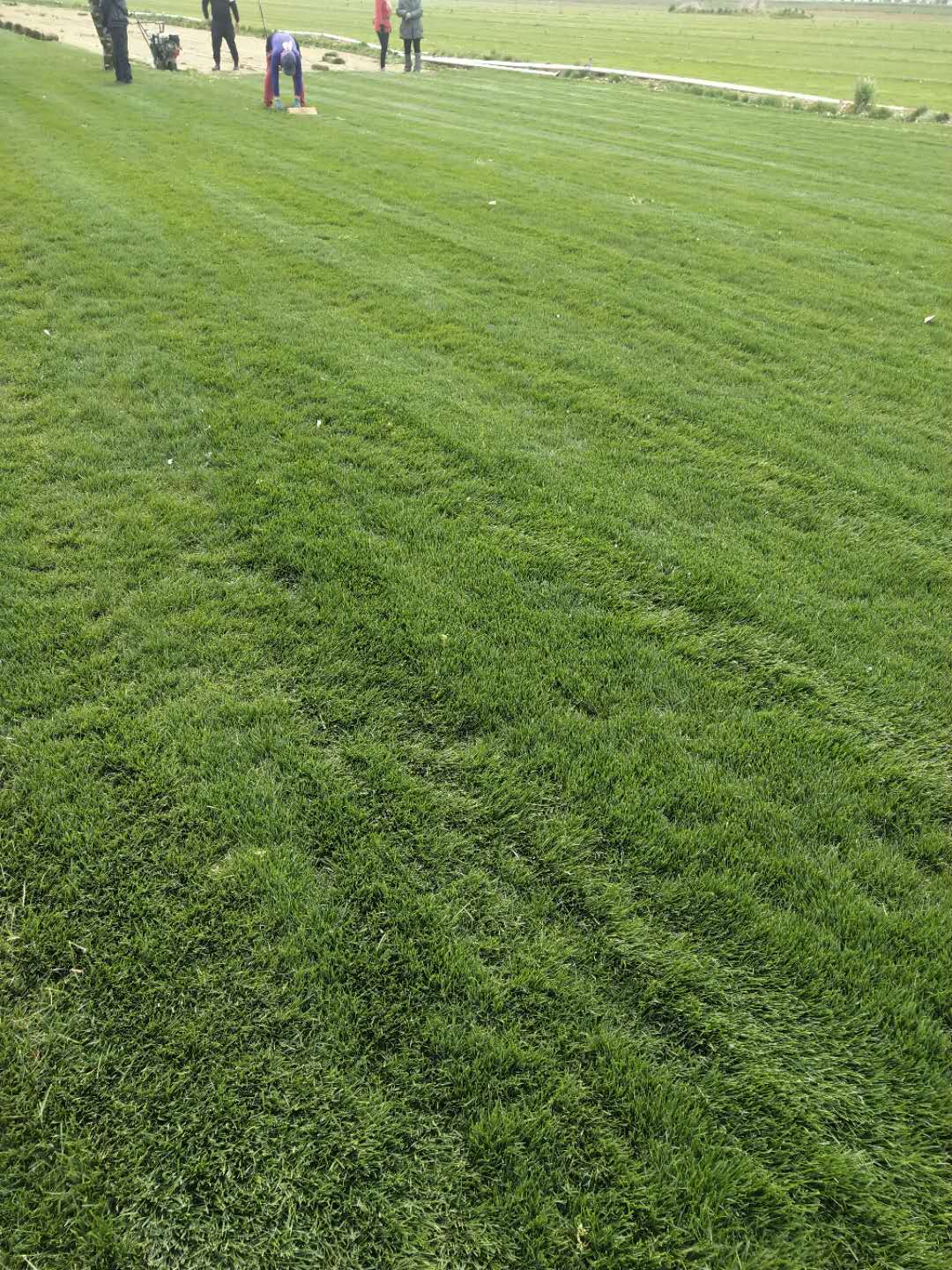 马尼拉草籽人造草坪 绿色草坪