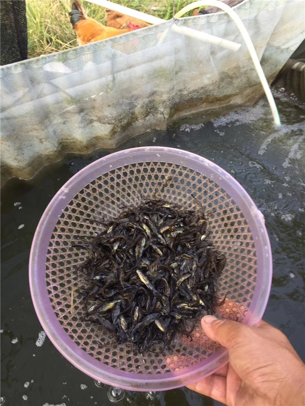 肇慶黃骨魚苗今日多少錢