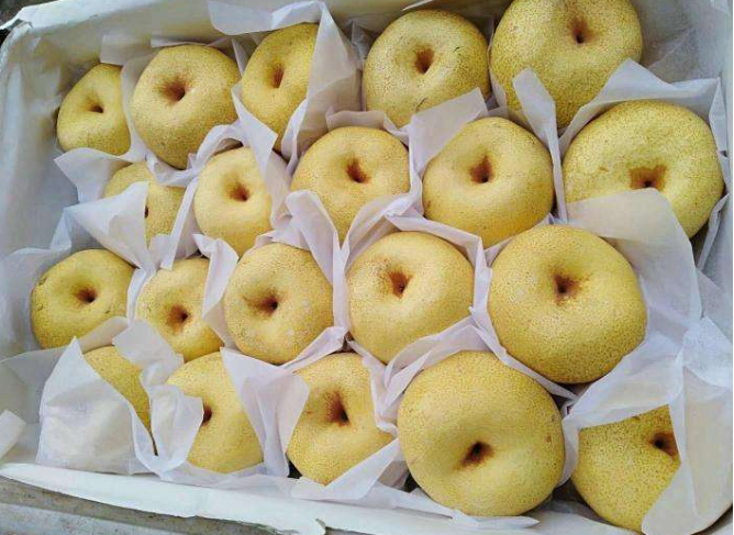 梨砀山酥梨大量供应-砀山梨基地